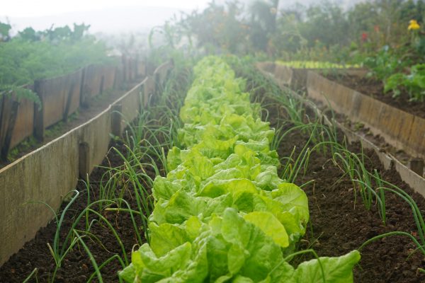 Growing a Garden From Kitchen Scraps