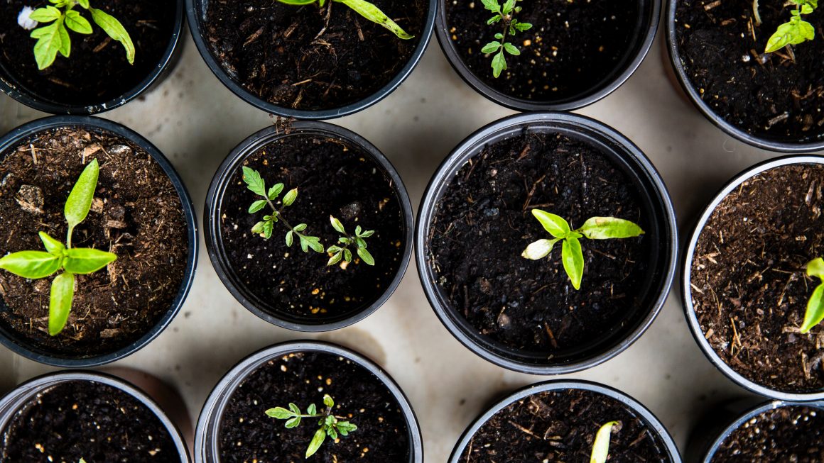 Vegetable Seeds to Start Indoors