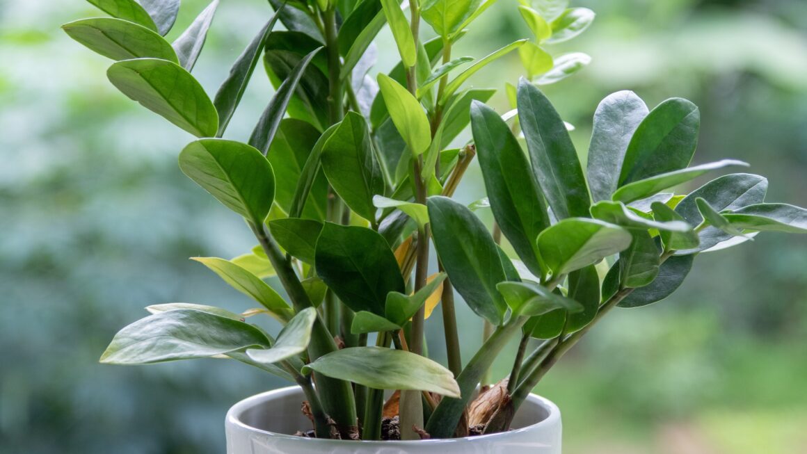 Indoor Shade Loving Plants