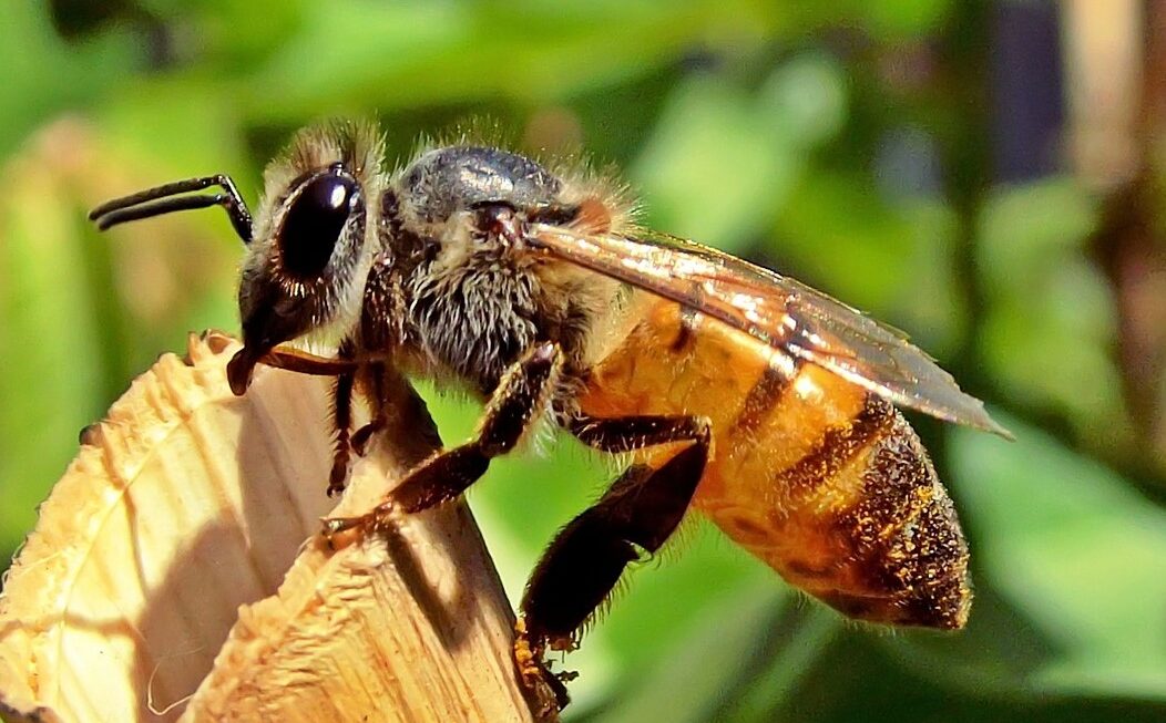 Beneficial Garden Bugs